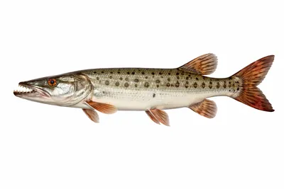 איור של African Pike