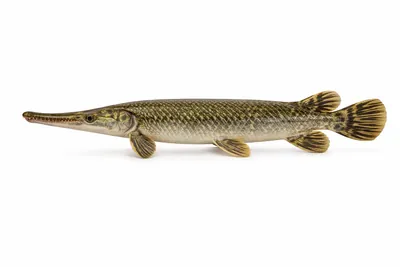 איור של Alligator Gar