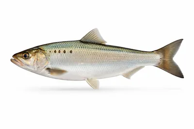 איור של American Shad