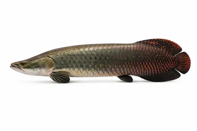 איור של Arapaima