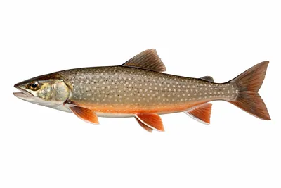איור של Arctic Char