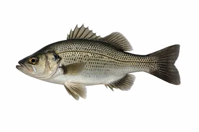 איור של Australian Bass
