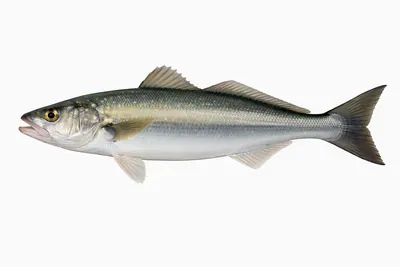 איור של Australian Salmon