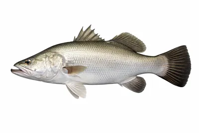 איור של Barramundi