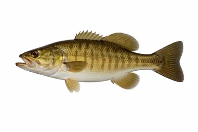 איור של Smallmouth Bass