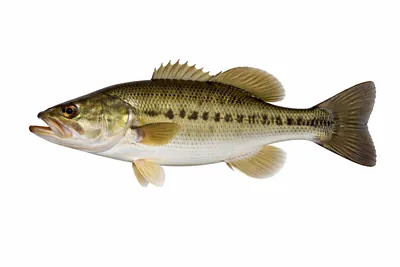 איור של Spotted Bass
