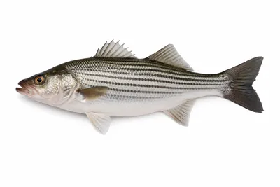 איור של Striped Bass