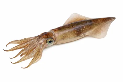 איור של Bigfin Reef Squid