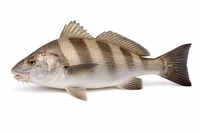 איור של Black Drum