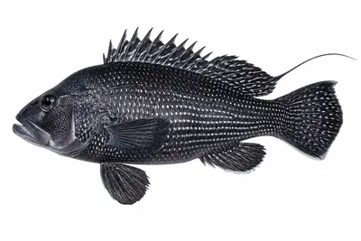 איור של Black Sea Bass