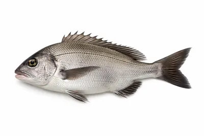 איור של Black Sea Bream