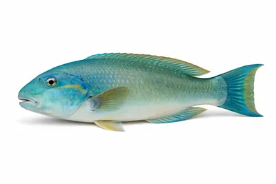 איור של Blue Tuskfish