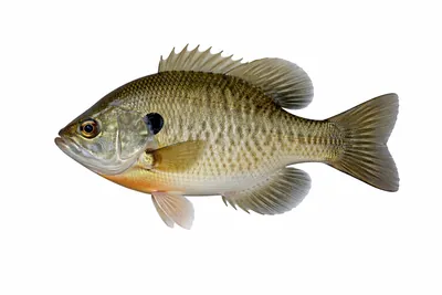 איור של Bluegill