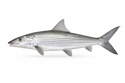 איור של Bonefish