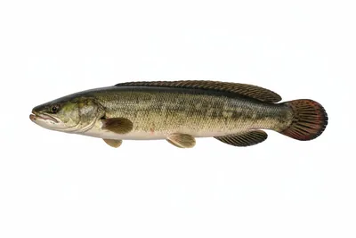איור של Bowfin