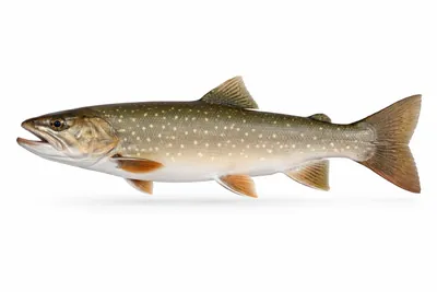 איור של Bull Trout