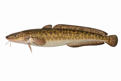 איור של Burbot