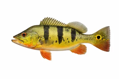 איור של Butterfly Peacock Bass