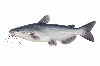 איור של Blue Catfish