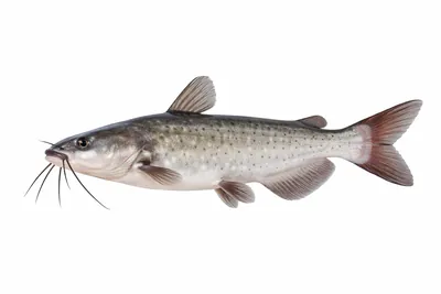איור של Channel Catfish