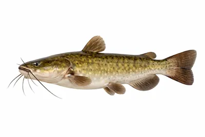 איור של Flathead Catfish