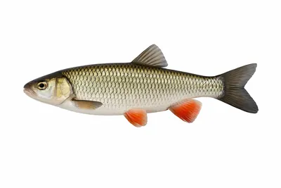 איור של European Chub