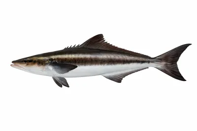 איור של Cobia