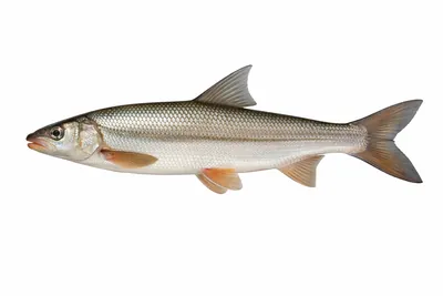 איור של Common Nase