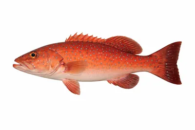 איור של Coral Trout