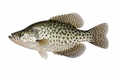 איור של Black Crappie