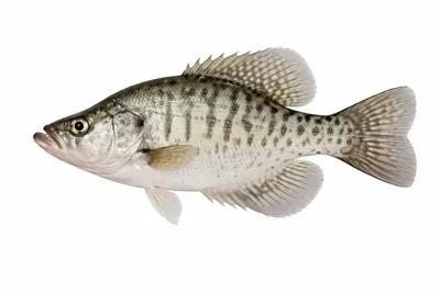 איור של White Crappie
