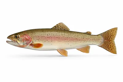 איור של Cutthroat Trout