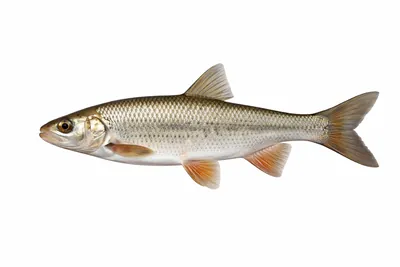 איור של Common Dace