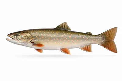 איור של Dolly Varden