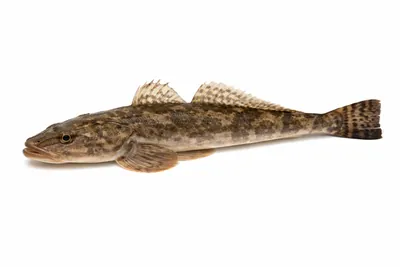 איור של Dusky Flathead