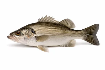 איור של Estuary Perch