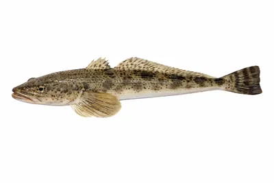 איור של Flathead
