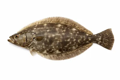 איור של Flounder