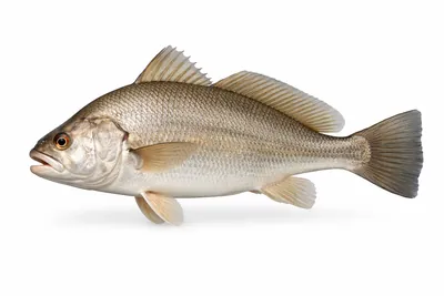 איור של Freshwater Drum