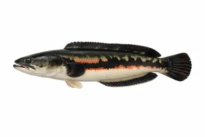 איור של Giant Snakehead