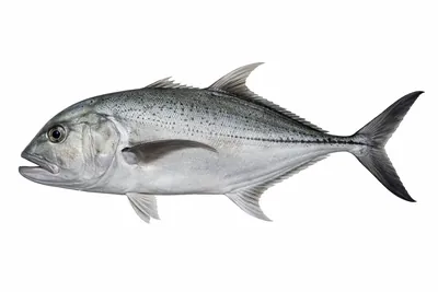 איור של Giant Trevally