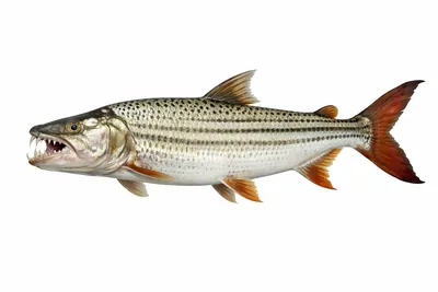 איור של Goliath Tigerfish