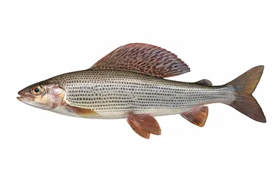 איור של Grayling