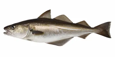 איור של Haddock