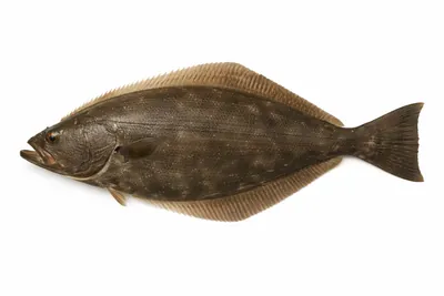 איור של Halibut