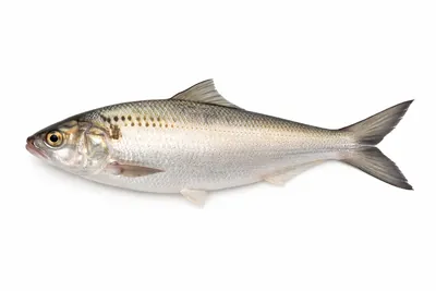 איור של Hilsa