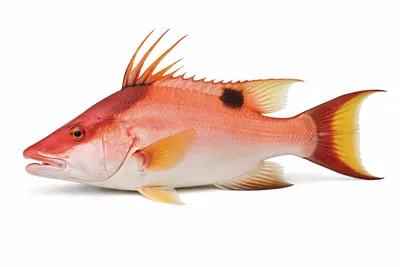 איור של Hogfish