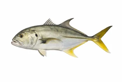 איור של Crevalle Jack