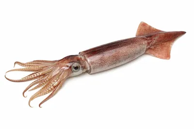 איור של Japanese Flying Squid