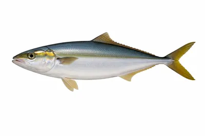 איור של Japanese Yellowtail